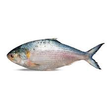 Hilsha Fish 1 To 1.5 Kg