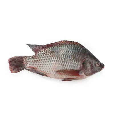 Telapiya Fish 1 To 2 Kg
