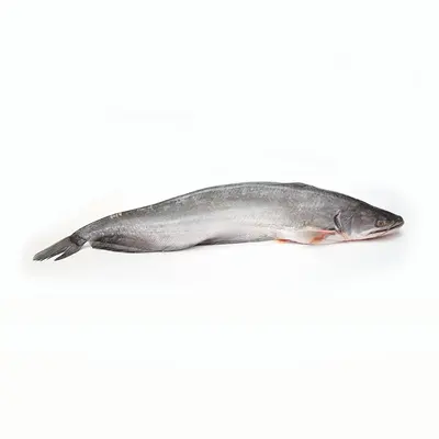 Boal Fish 1 To 2 Kg