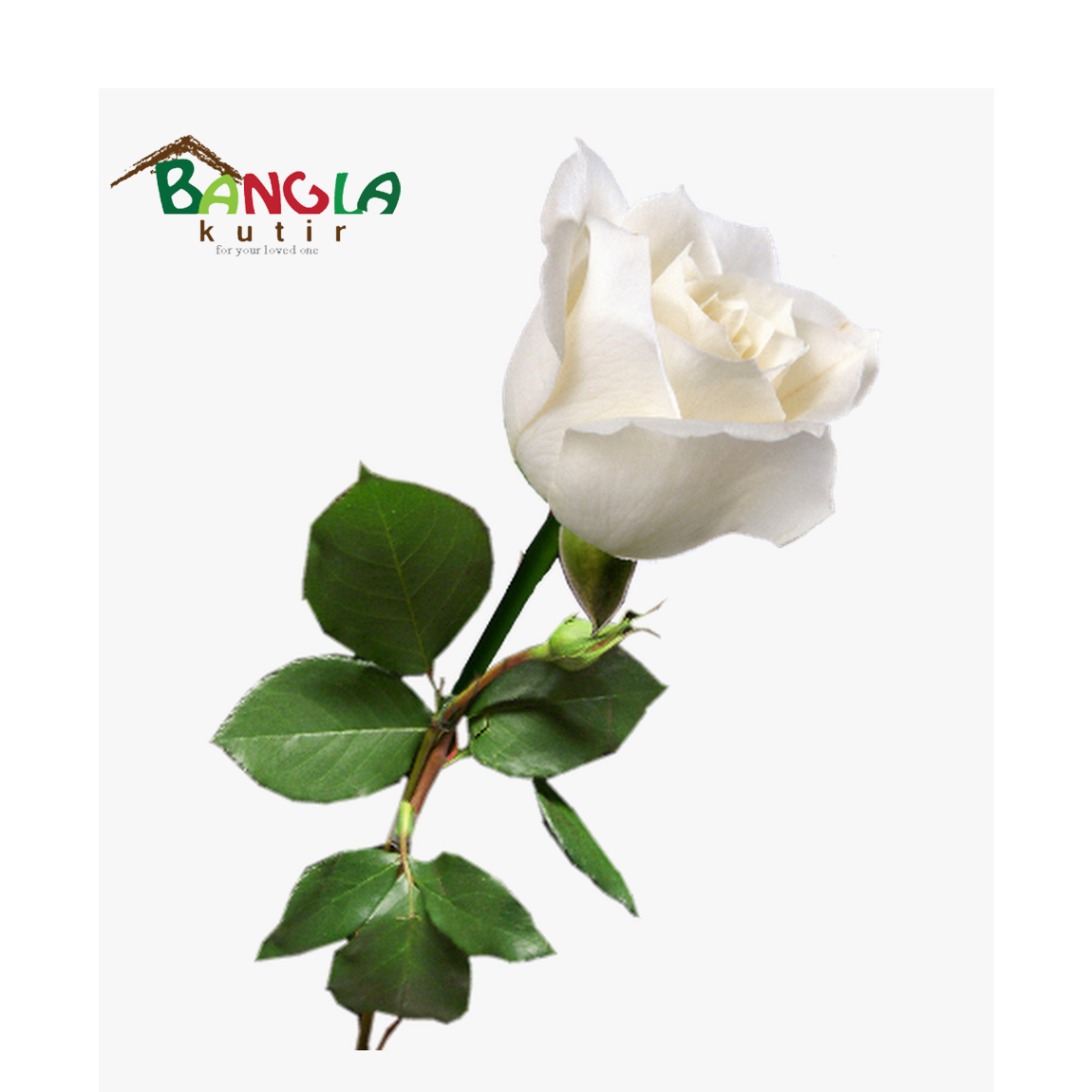 Single White Rose