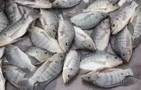 Telapia 1kg