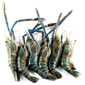 Golda Prawn 1 Kg