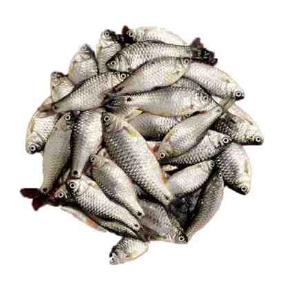 Puti Fish 1 Kg