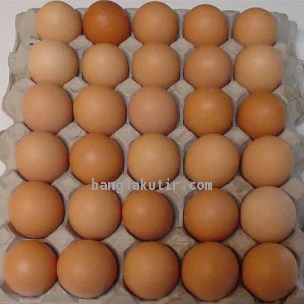 Chicken Egg 1 Case