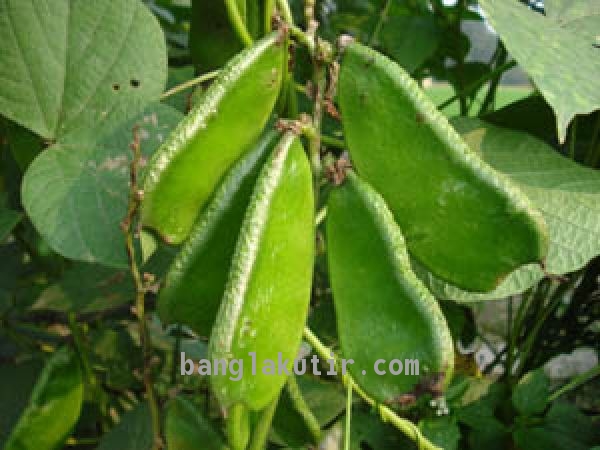 Bean 1 Kg